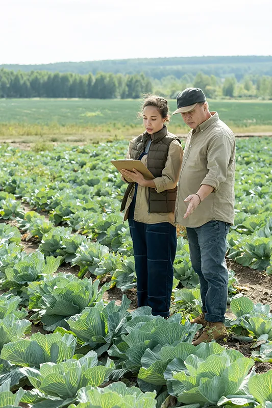 photo de 2 personnes dans un champs de choux : pour mettre en avant l'accompagnement de Nord Primeurs auprès de ses producteurs partenaires