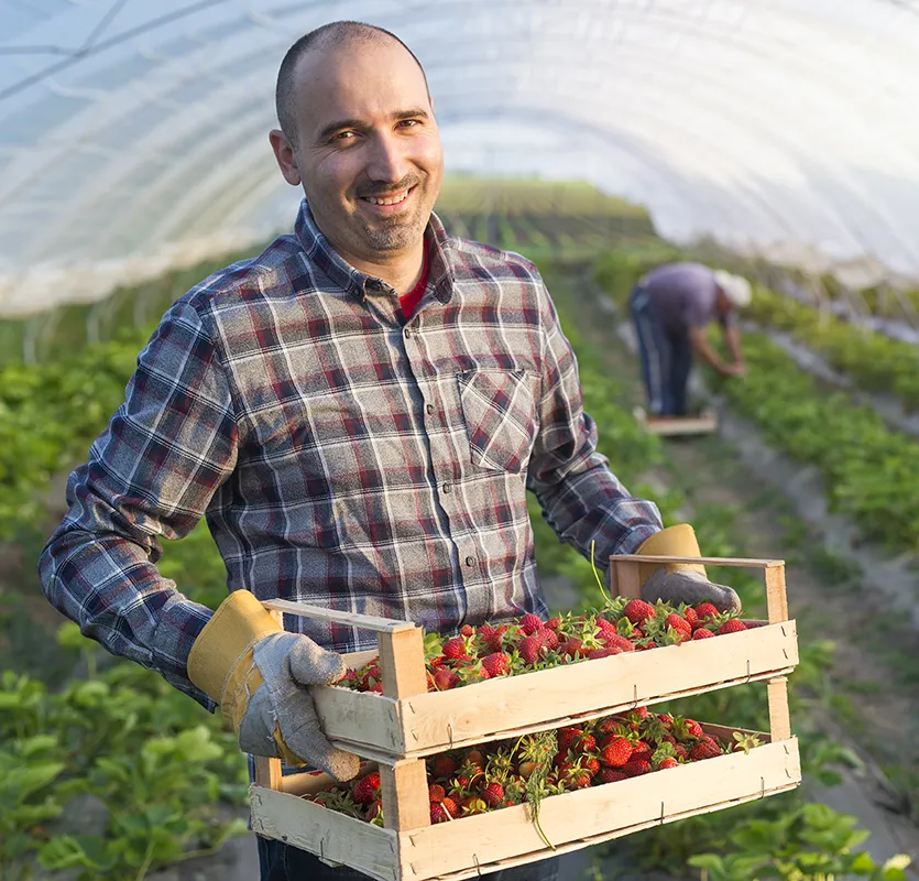 Sourcing produteurs fruits et legumes photo d'un producteur de fruits et légumes : le sourcing