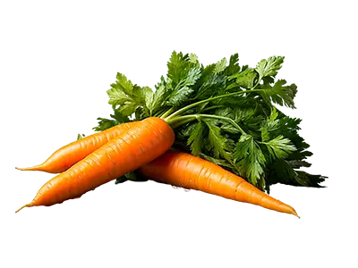 photo de botte de carottes